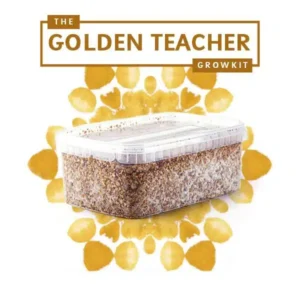 Goldenteacher Myceliumbox