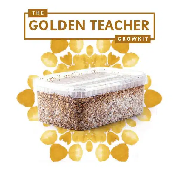 Goldenteacher Myceliumbox