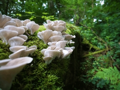 Paddenstoelen1